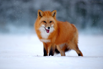Naklejka premium Fox in the winter forest