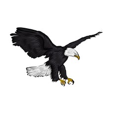bald eagle in flight