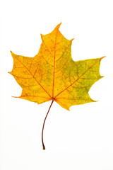 Herbstlaub