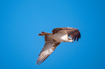 Osprey in flight on Hawar Islands in the Arabian Gulf between Bahrain and Qatar