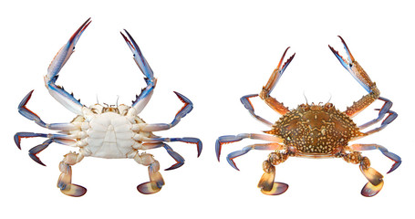 Flower crab or blue swimmer crab, or sand crab. Portunus armatus (formerly Portunus pelagicus) isolated on a white background. Dorsal and ventral view
