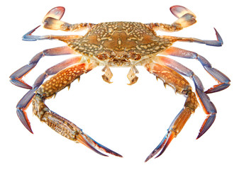 Flower crab or blue swimmer crab, or sand crab. Portunus armatus (formerly Portunus pelagicus) isolated on a white background