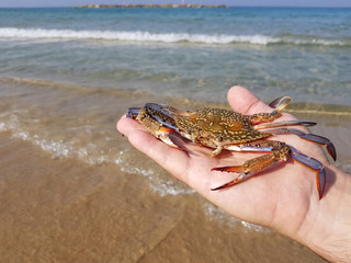 Crab on the man palm against the sea surf water . Flower or blue swimmer crab, or sand crab. Portunus armatus (formerly Portunus pelagicus). Crustacean animal on sandy beach 