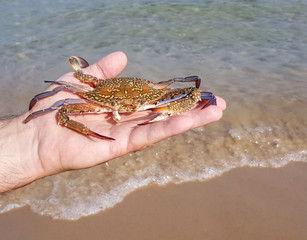 Crab on the man palm against the sea surf water . Flower or blue swimmer crab, or sand crab. Portunus armatus (formerly Portunus pelagicus). Crustacean animal on sandy beach 