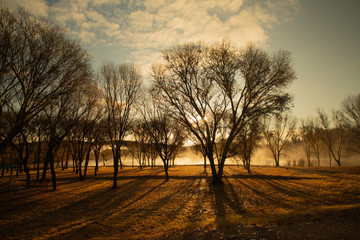 Dreamy Scene of Fog and Shadows of Trees backlit by the First Morning Sun