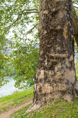 Etsch river, Trento, Italy. Old plane trees along the river of Etsch. Close up view. Natural beauty...