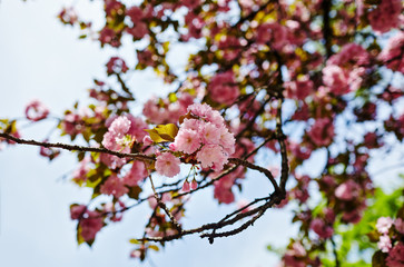 Beautiful cherry blossom. Fresh spring background on nature outdoors