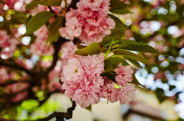 Beautiful cherry blossom. Fresh spring background on nature outdoors