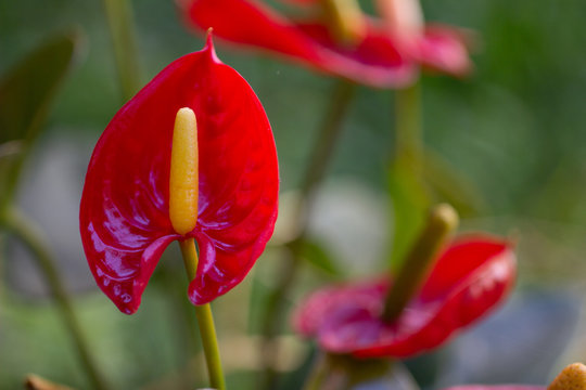 anturios rojos en jard&iacute;n desenfoque