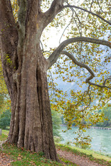 Etsch river, Trento, Italy. Old plane trees along the river of Etsch. Close up view. Natural beauty background.