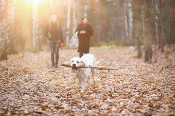 Fototapeta premium Young girl on a walk in the autumn