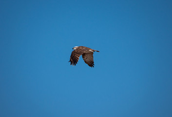 Osprey in flight on Hawar Islands in the Arabian Gulf between Bahrain and Qatar