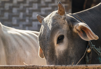 Burmese cattle portrait. Farmers in Burma raise livestock for both food and labour purposes.