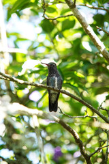 Sapphire-spangled Emerald Hummingbird