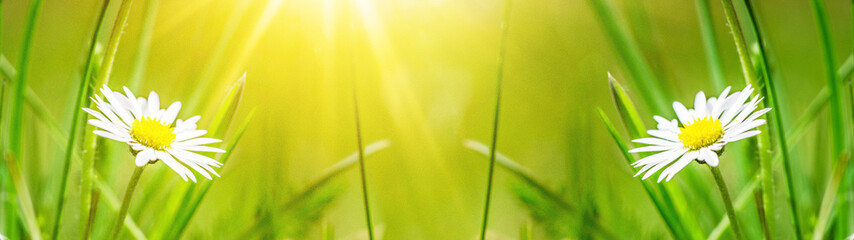 Panele Szklane Podświetlane  Wiosenne przebudzenie tła panorama transparent długi - miękki zbliżenie kwitnących stokrotek na zielonej łące na wiosnę