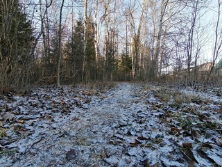 winter, snow, forest