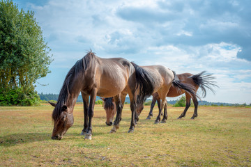 Wild Horses