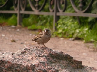 sparrow