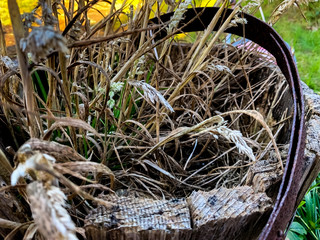 dry leaves on the ground