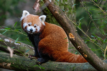 Cute red panda eating bamboo