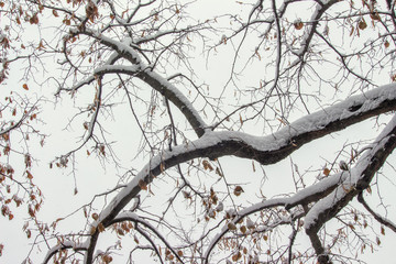 Branches with Snow