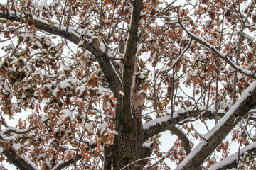 Under a Broken Tree in Winter