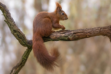 Eichhörnchen 4