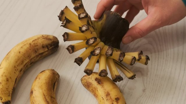 full ripe bananas and remaining banana root,