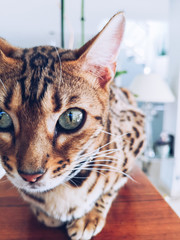 bengal brown 