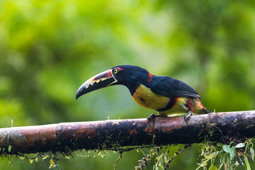 Toucan Collared Aracari, Pteroglossus torquatus, bird with big bill. Toucan sitting on the moss branch in the forest, Boca Tapada, Costa Rica. Nature travel in central America