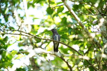 Sapphire-spangled Emerald Hummingbird