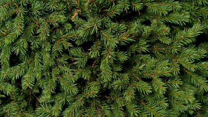 Christmas fir tree branches Background. Christmas pine tree wallpaper. Copy space..Christmas fir tree branches Background. Christmas pine tree wallpaper. Copy space.