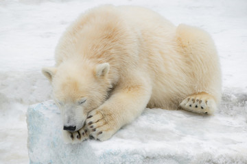 Fototapeta na wymiar Funny polar bear. The polar bear is asleep. Sleeping white bear