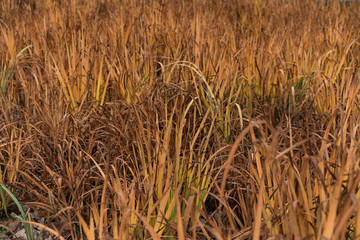 Dead dry  Grass texture  near a lake