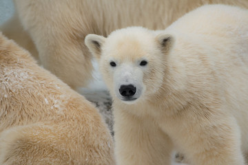 Fototapeta na wymiar Funny polar bear. White bear surrounded by other bears