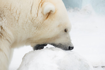 Obraz na płótnie Canvas Funny polar bear. White bear eating snow