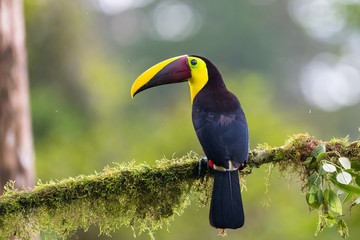 Keel-billed Toucan - Ramphastos sulfuratus, large colorful toucan from Costa Rica forest with very colored beak.