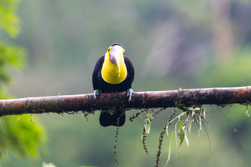 Keel-billed Toucan - Ramphastos sulfuratus, large colorful toucan from Costa Rica forest with very colored beak.