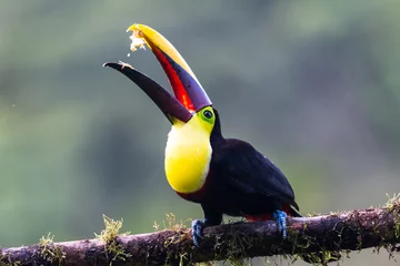 Zelfklevend Fotobehang Toekan Kielsnaveltoekan - Ramphastos sulfuratus, grote kleurrijke toekan uit het bos van Costa Rica met zeer gekleurde snavel.