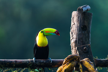 Keel-billed Toucan - Ramphastos sulfuratus, large colorful toucan from Costa Rica forest with very colored beak.