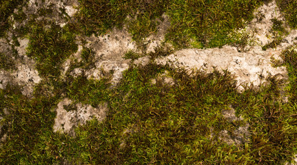Moss green texture. Moss background. Green moss on grunge texture, background. Long web banner
