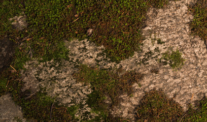 Moss green texture. Moss background. Green moss on grunge texture, background. Long web banner