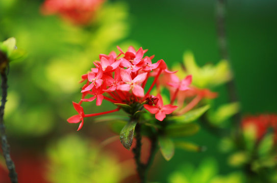 Red Flower ixora coccinea Techi close up with green background