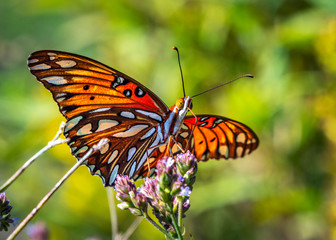 Gulf Fritillary on wild flowers along the nature trail in Pearland!