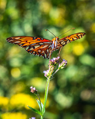 Gulf Fritillary on wild flowers and a blurred background!