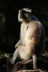 black faced langur