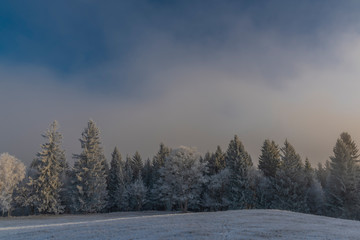 Spruce snowy tree and forests in winter Krusne mountains in north Bohemia
