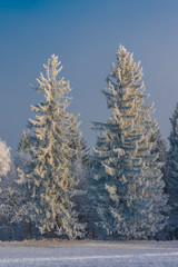 Spruce snowy tree and forests in winter Krusne mountains in north Bohemia