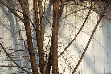 Trunk tree and shadow on the fence.