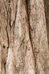 Bark of a tree.